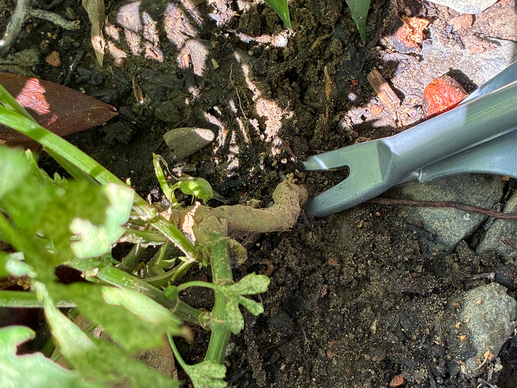 STANDARD Hand Weeder