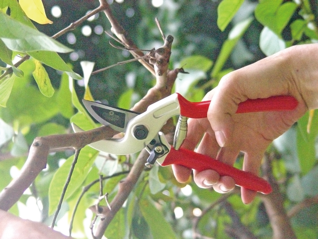 PRO-CUT FORGED ANVIL SECATEURS PS15