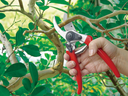 PRO-CUT FORGED SECATEURS PS6