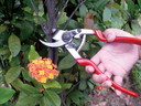 PRO-CUT TWO-HANDS FORGED SECATEURS PS51