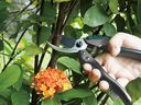 RACO CARBON+ BYPASS SECATEURS  HS1